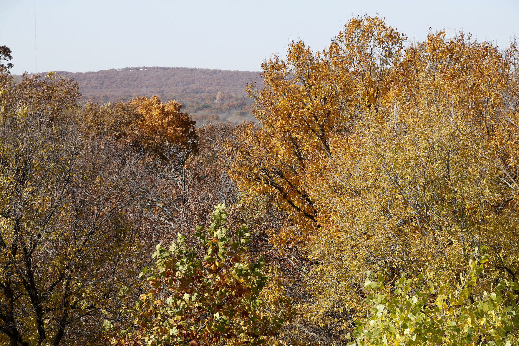 Fall Foliage